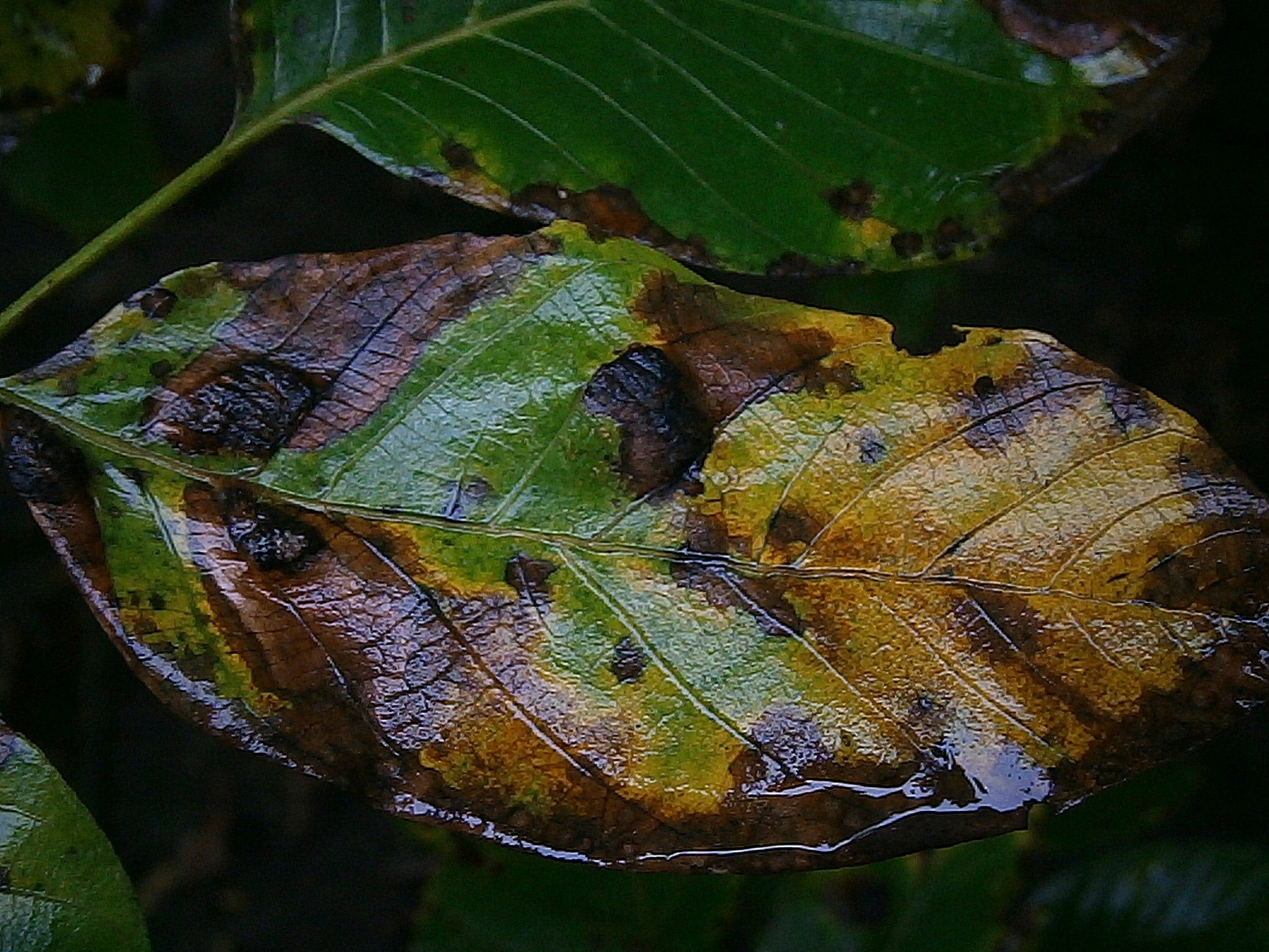 brown and green dry leaf