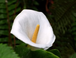 white calla lily thumbnail