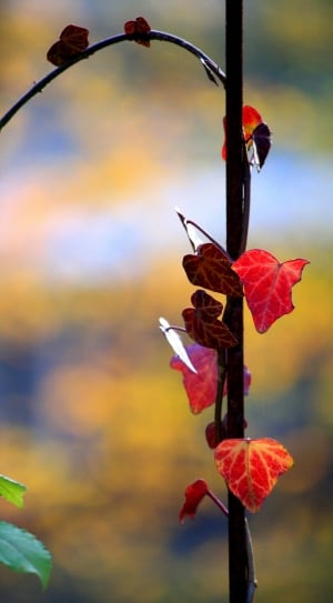 red leafed vine plant on brown rod thumbnail