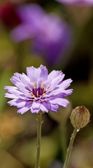 purple zinnia thumbnail