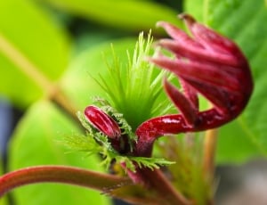 green venus flytrap thumbnail
