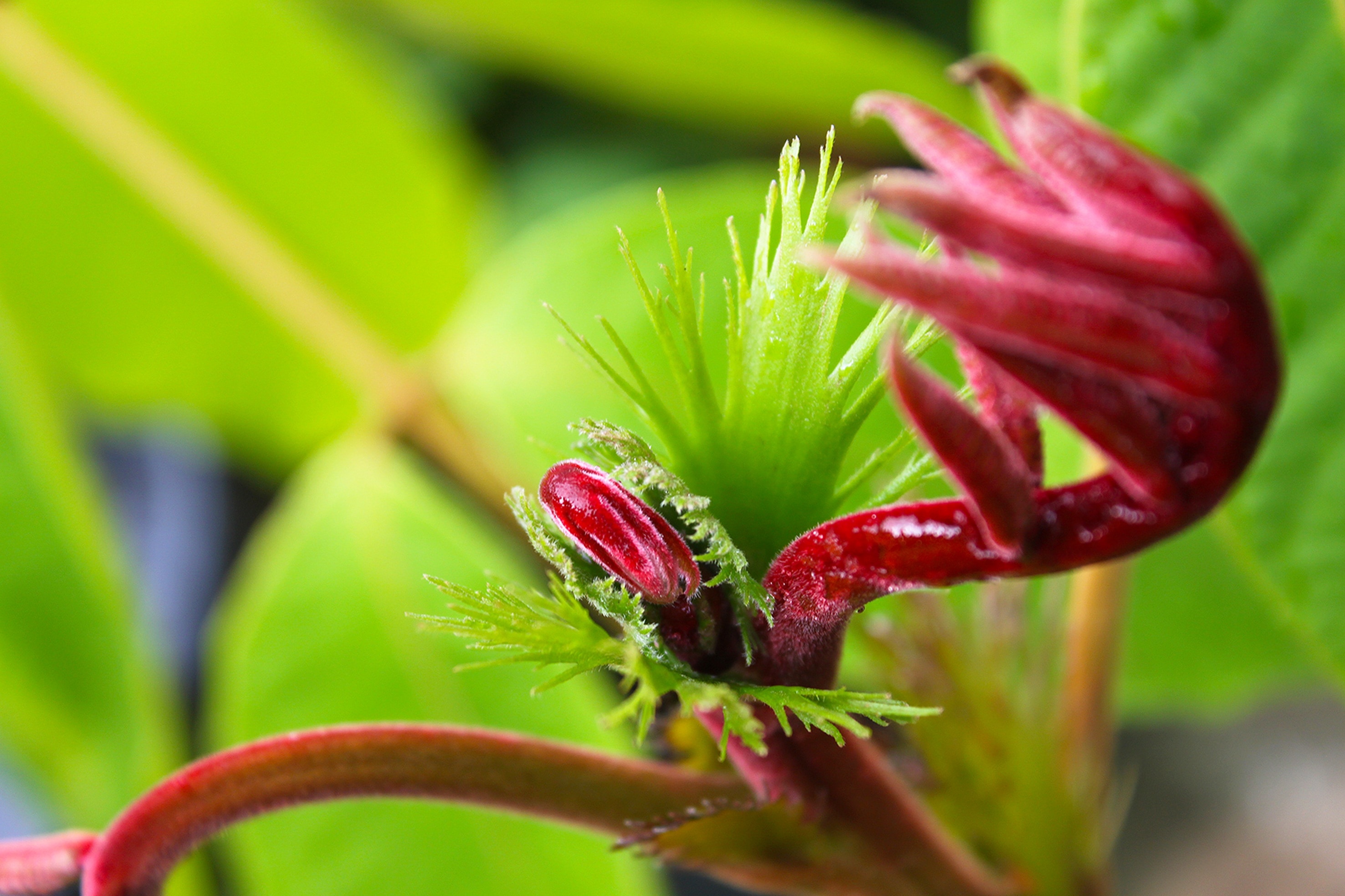 green venus flytrap