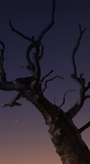brown wooden branch outside during night time thumbnail