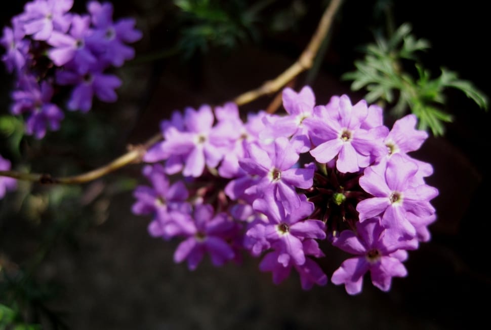purple petals flower preview