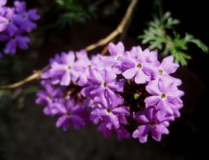 purple petals flower thumbnail
