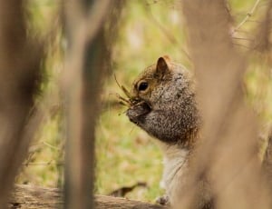 gray and white squirrel at daytime thumbnail