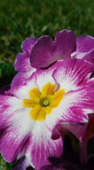 purple white and yellow flower thumbnail