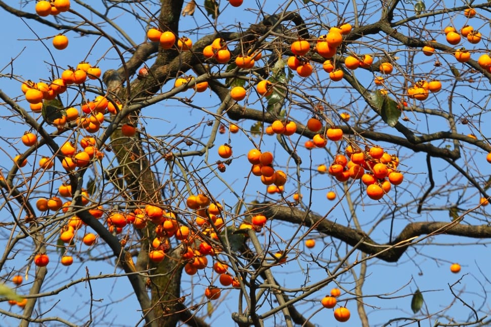 oranges in bear tree during day time preview