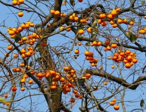 oranges in bear tree during day time thumbnail