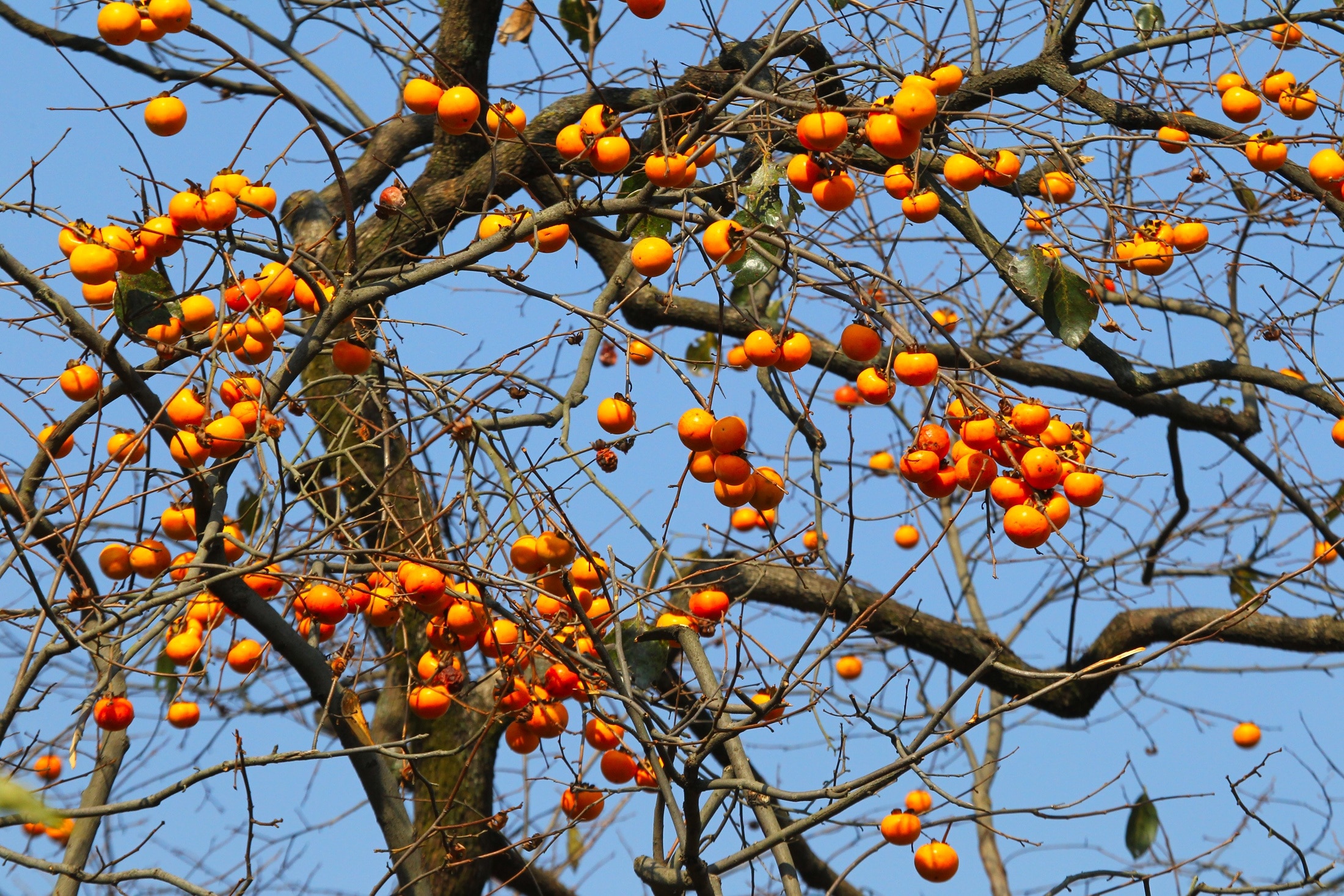 oranges in bear tree during day time