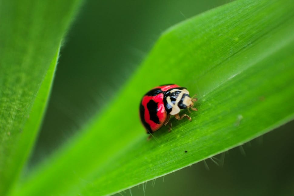 shallow focus photography of ladybird on green leaf during daytime preview