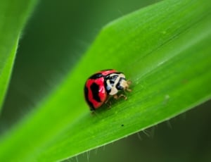 shallow focus photography of ladybird on green leaf during daytime thumbnail