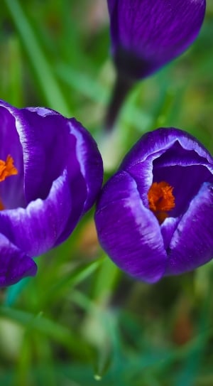 purple and orange floral decor thumbnail