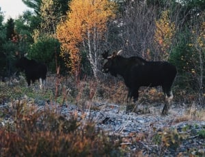 black moose near another moose and tall trees during daytime thumbnail