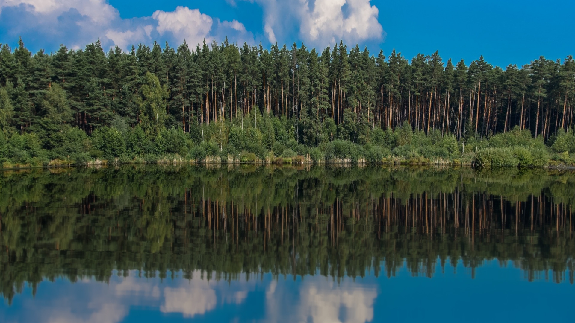 Хвойное озеро. Вилия озеро Хвойная. Озеро Еловое Сосновый Бор. Елово Сосновый лес. Озеро в Сосновом Бору Московская область.