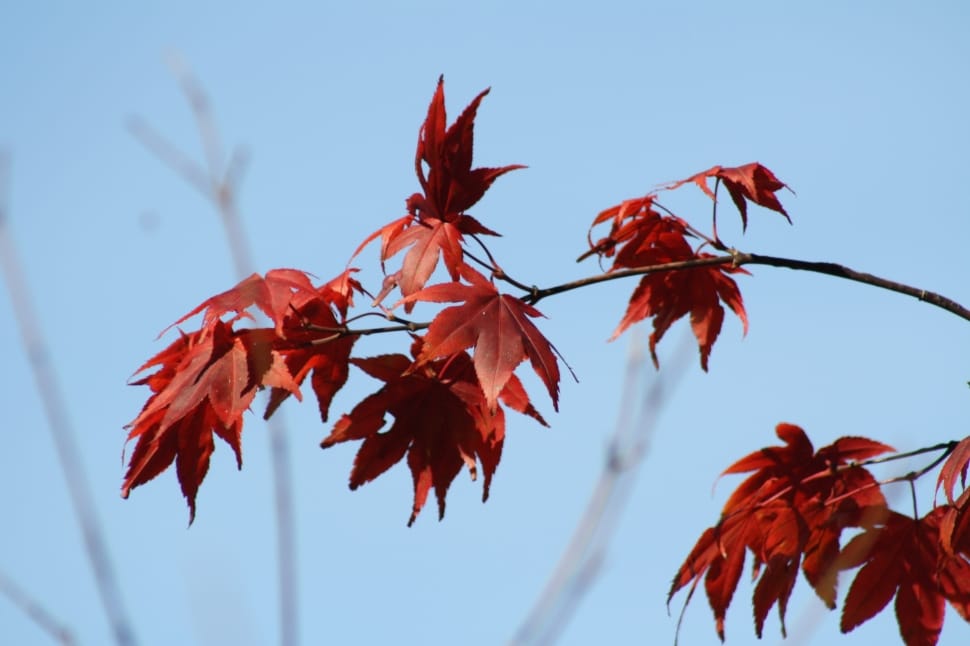 red palmate leafed plant preview