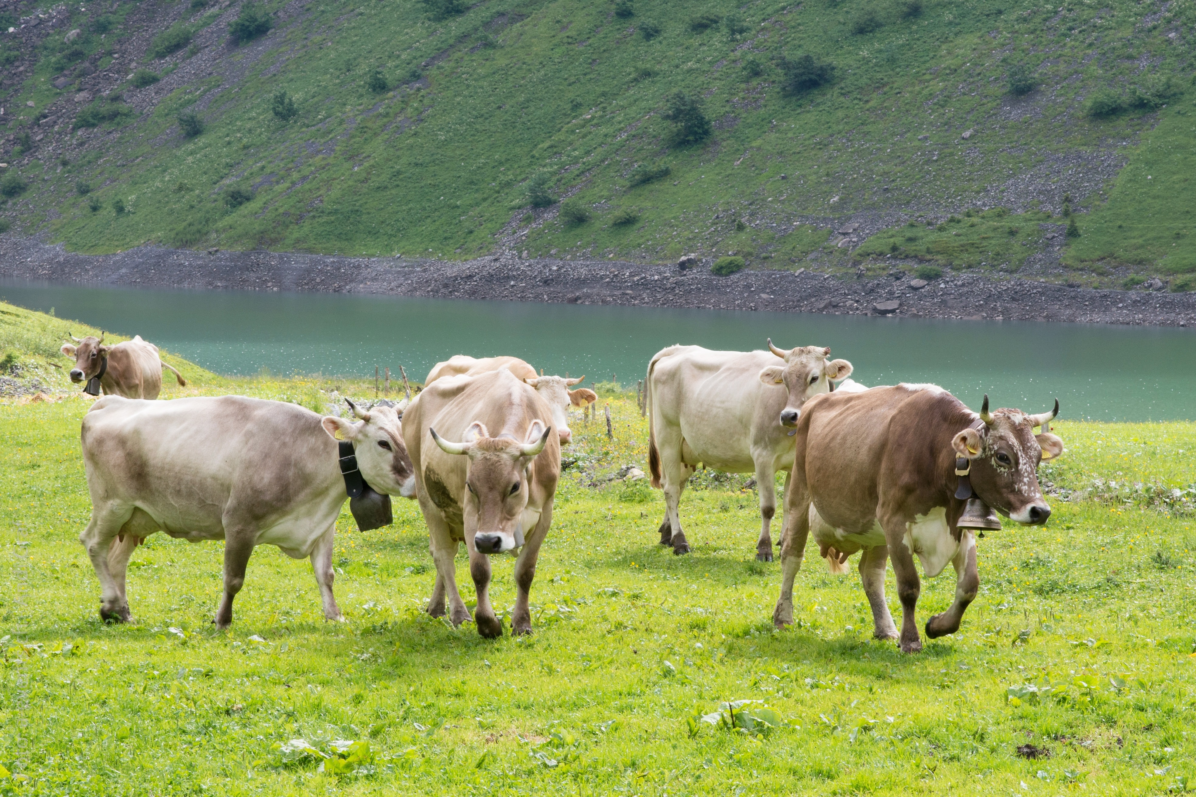 Pasture, Alpine Pasture, Cows, grass, animal themes