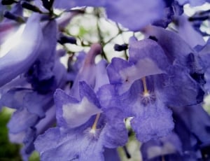 blue campanula bell flower thumbnail