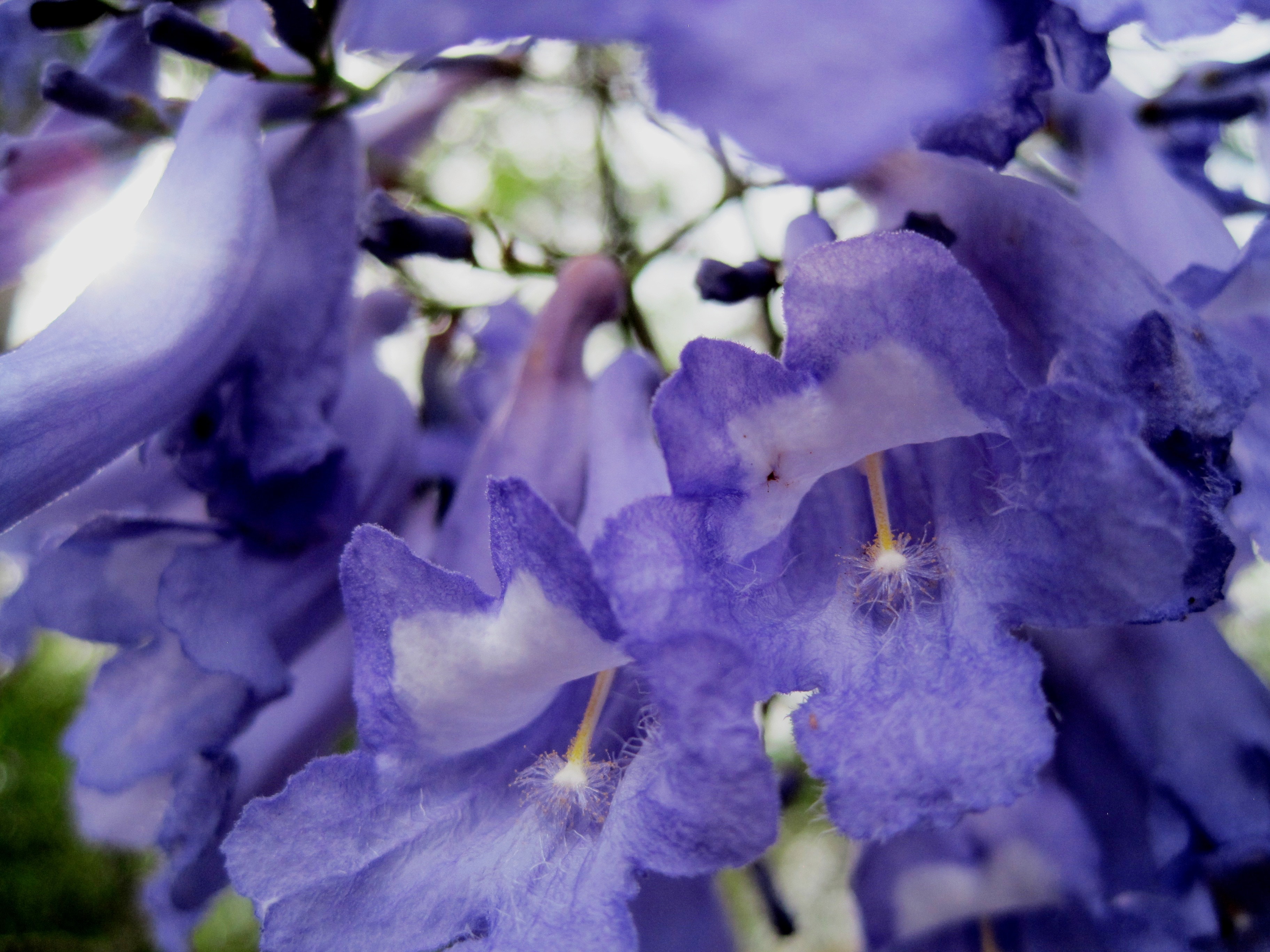 blue campanula bell flower