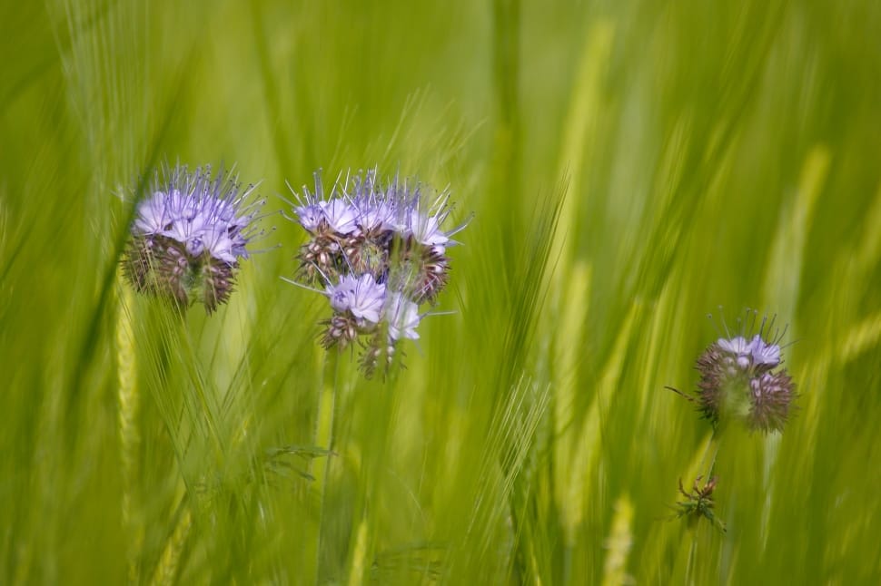 purple thistle preview