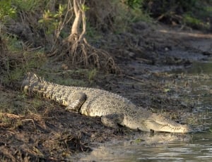 gray and black crocodile thumbnail