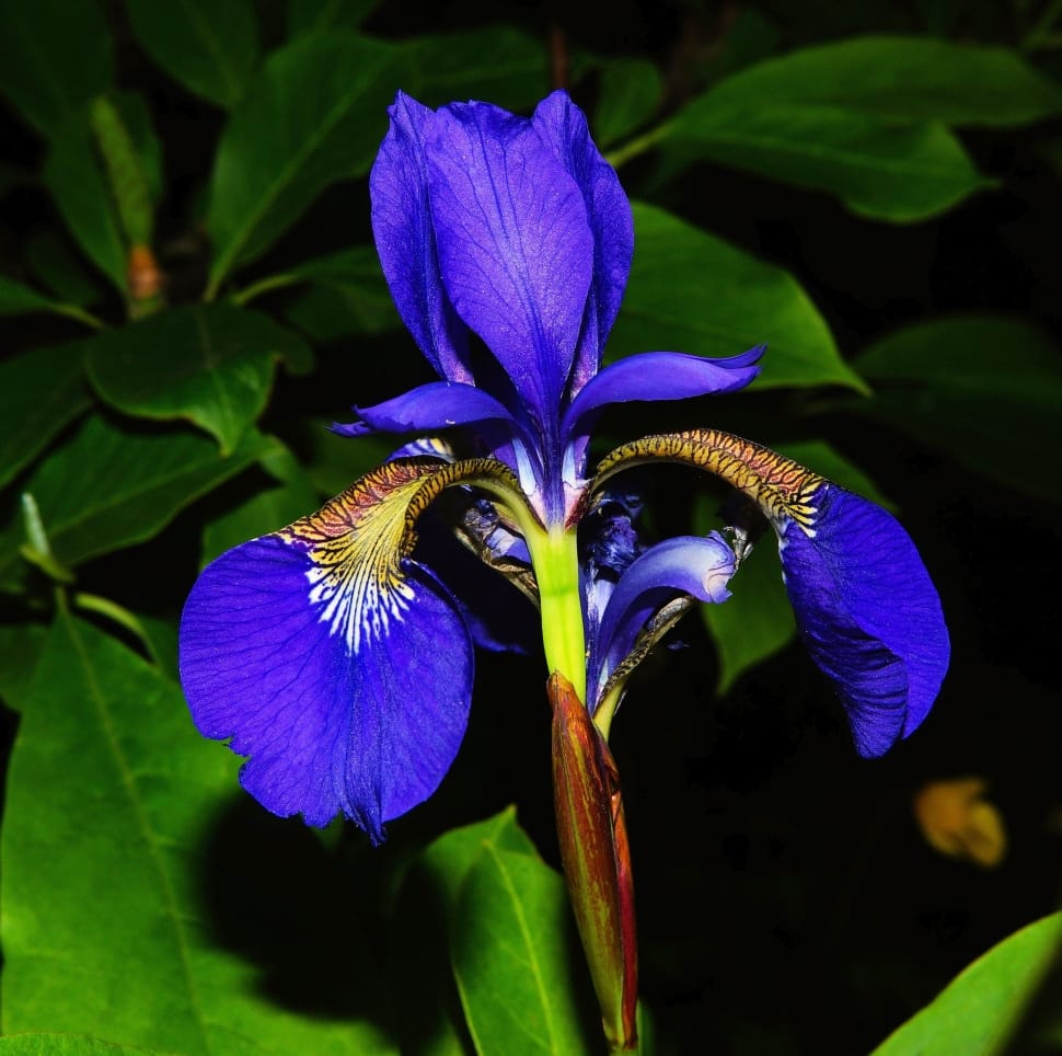 Blue Iris, Close, Flower, Blossom, Bloom, flower, petal preview