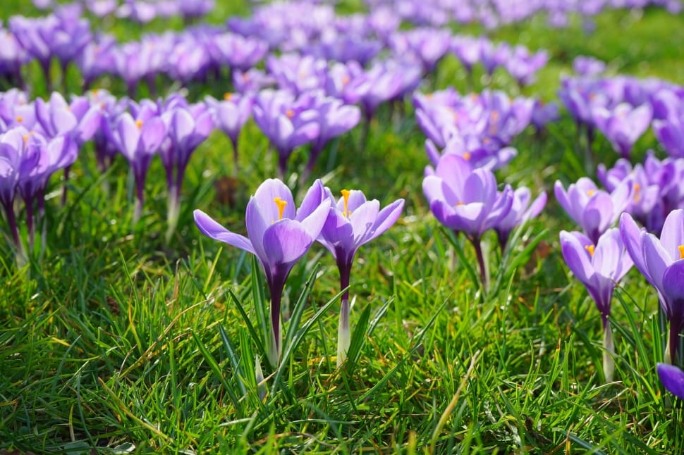 Flower Meadow, Crocus, Flowers, flower, purple preview