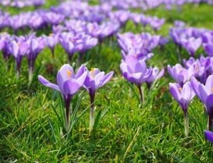 Flower Meadow, Crocus, Flowers, flower, purple thumbnail