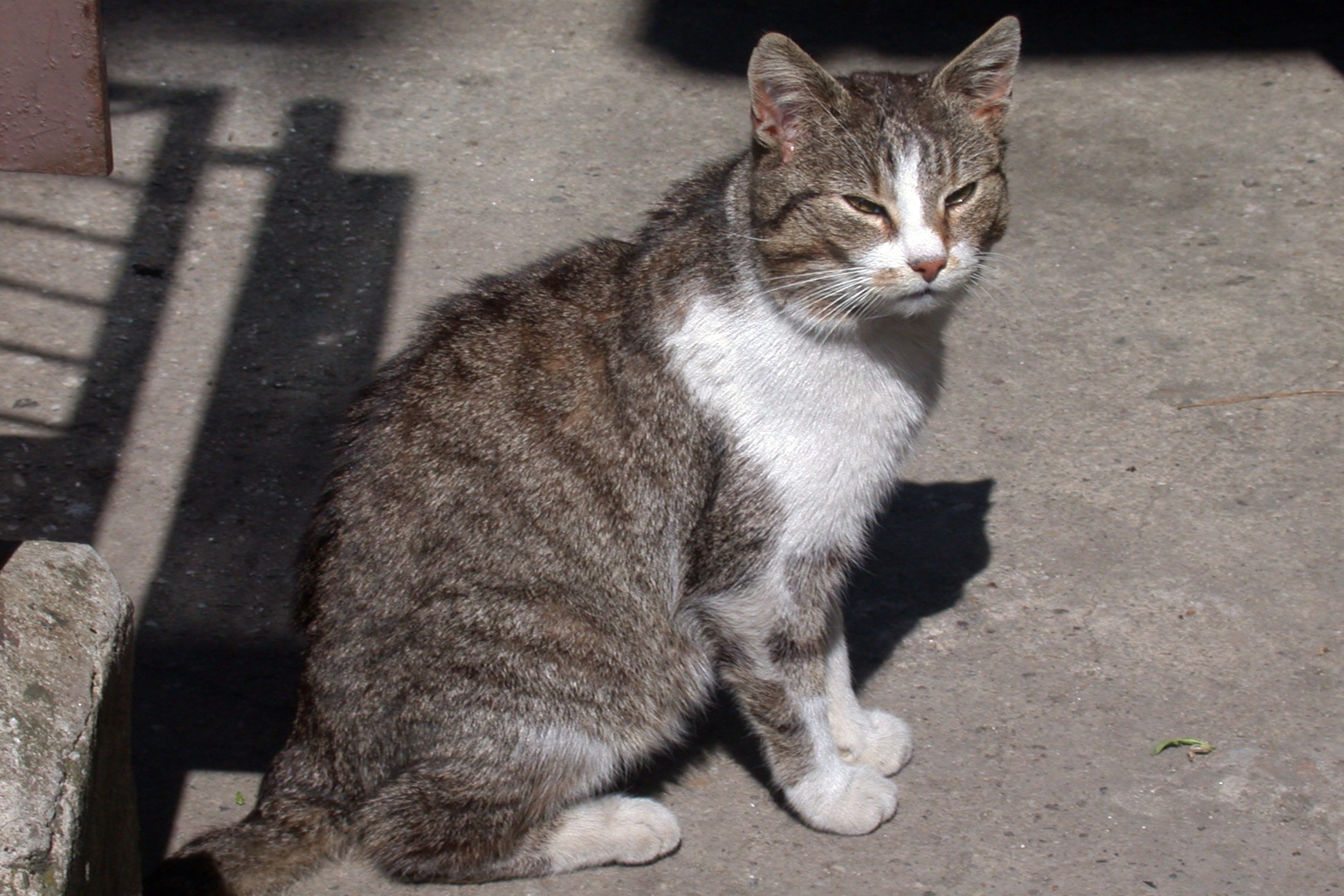 grey brown and white tabby cat