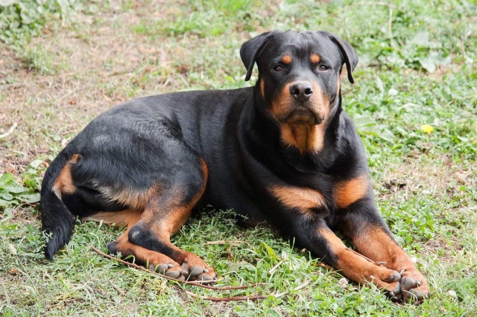 black and brown rottweiler preview