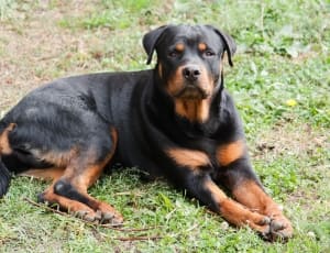 black and brown rottweiler thumbnail