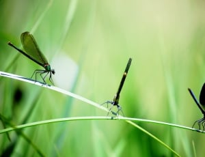 black dragonflies thumbnail