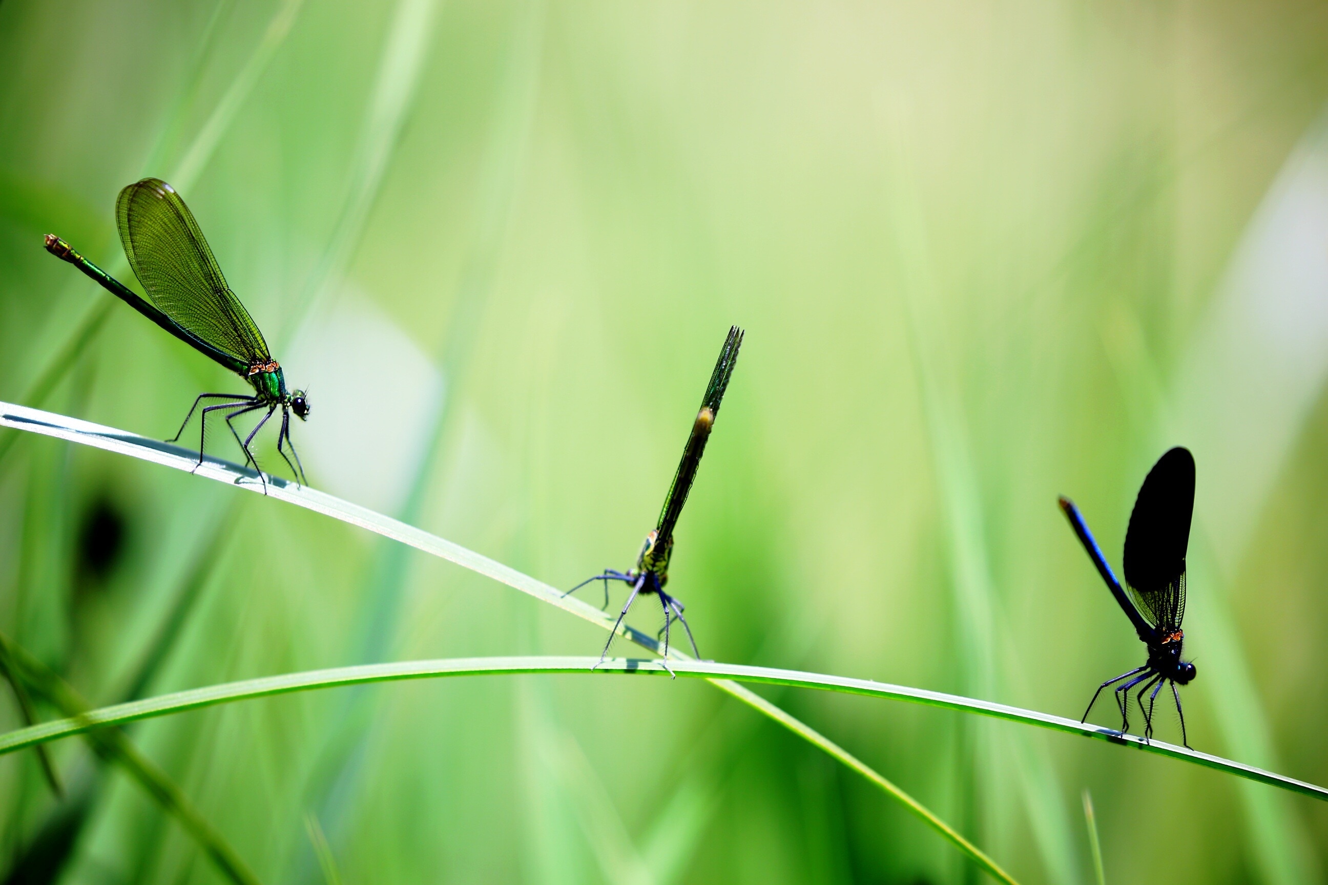 black dragonflies