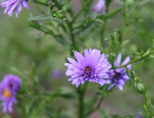 purple clustered flower thumbnail