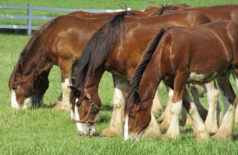 Clydesdales, Horses, Yearlings, Young, horse, grass preview