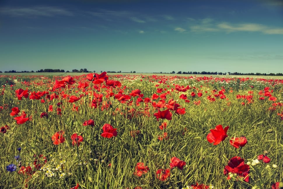 red poppies preview