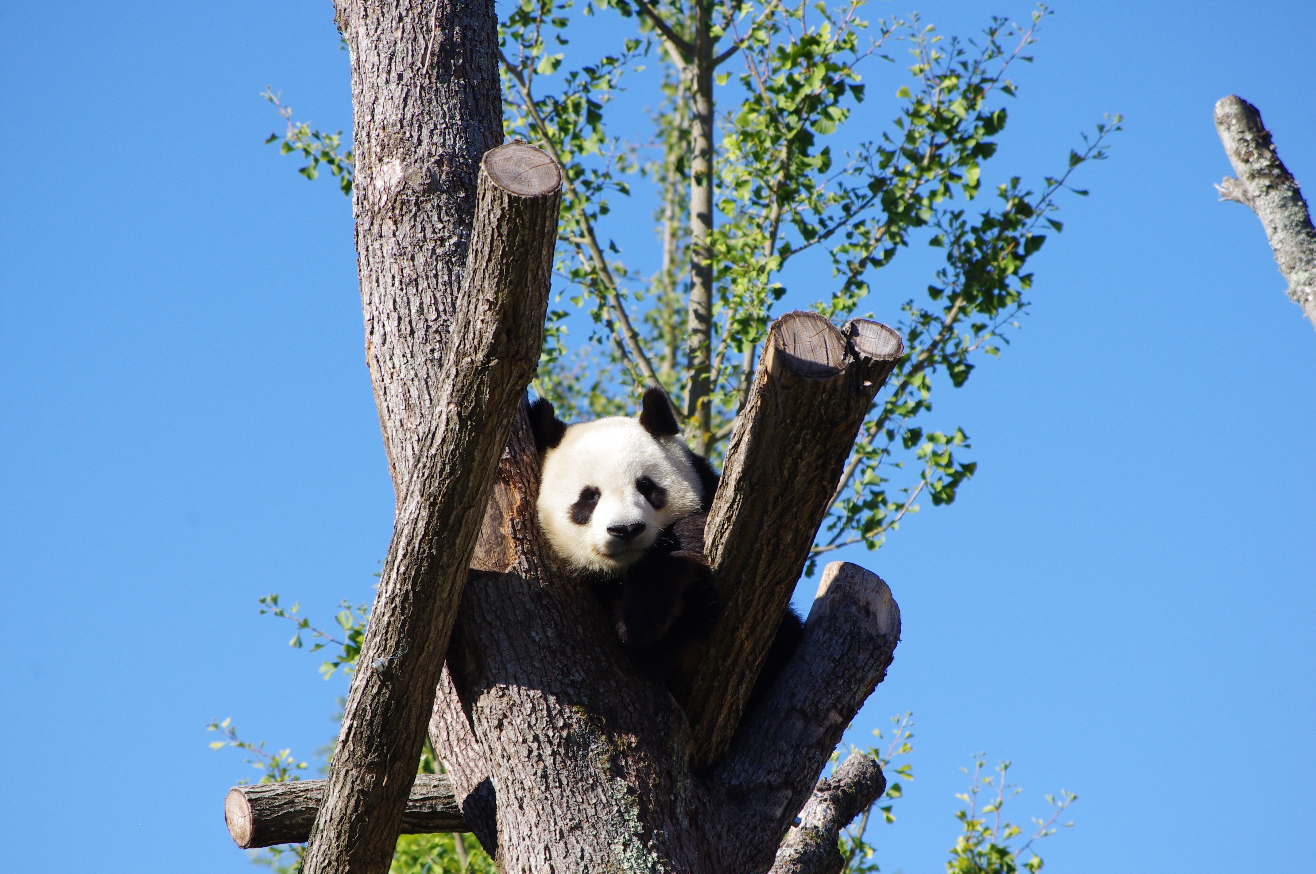 Panda Bear Free Image Peakpx