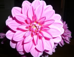 Dalia, Flowers, Dahlias, Rosa, Flower, flower, petal thumbnail