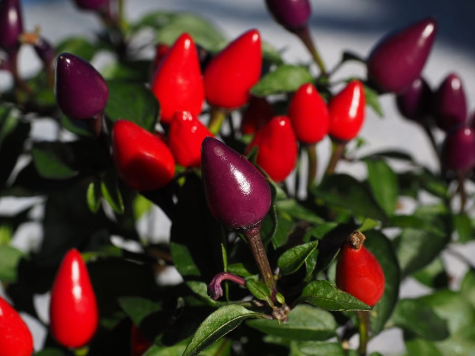 red and purple chilies preview