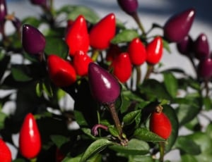 red and purple chilies thumbnail