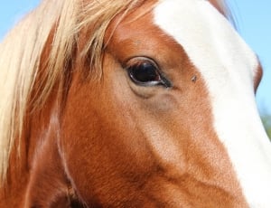 closeup photo of brown horse thumbnail