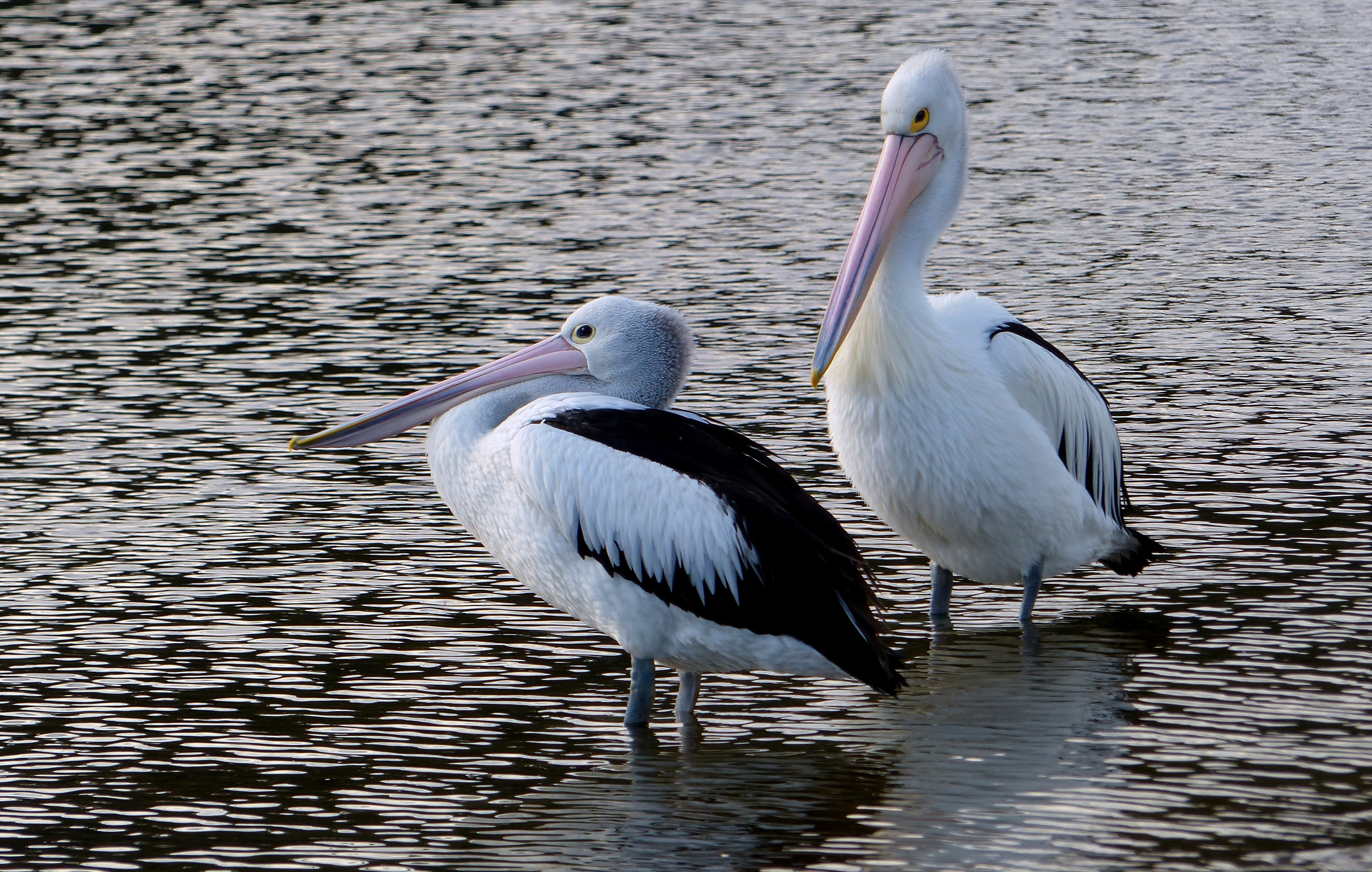 2 Pelicans