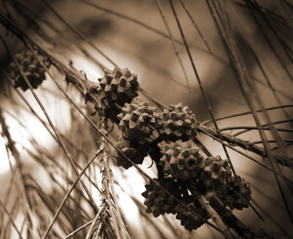 brown pine cones preview