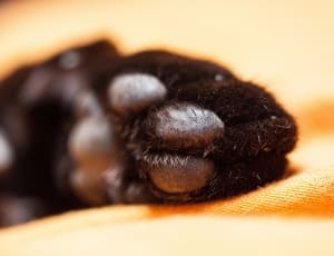 black animal paw thumbnail