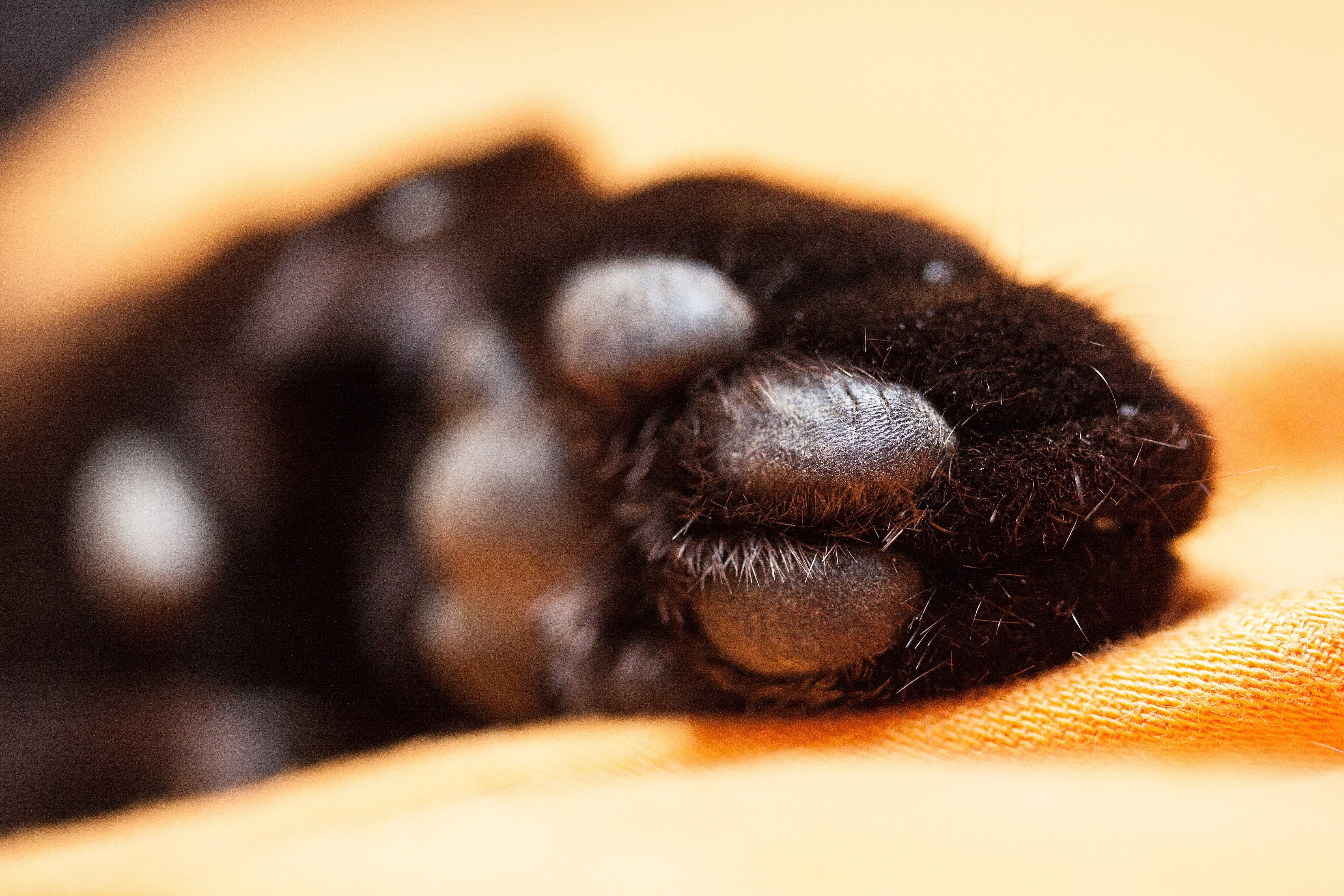 black animal paw