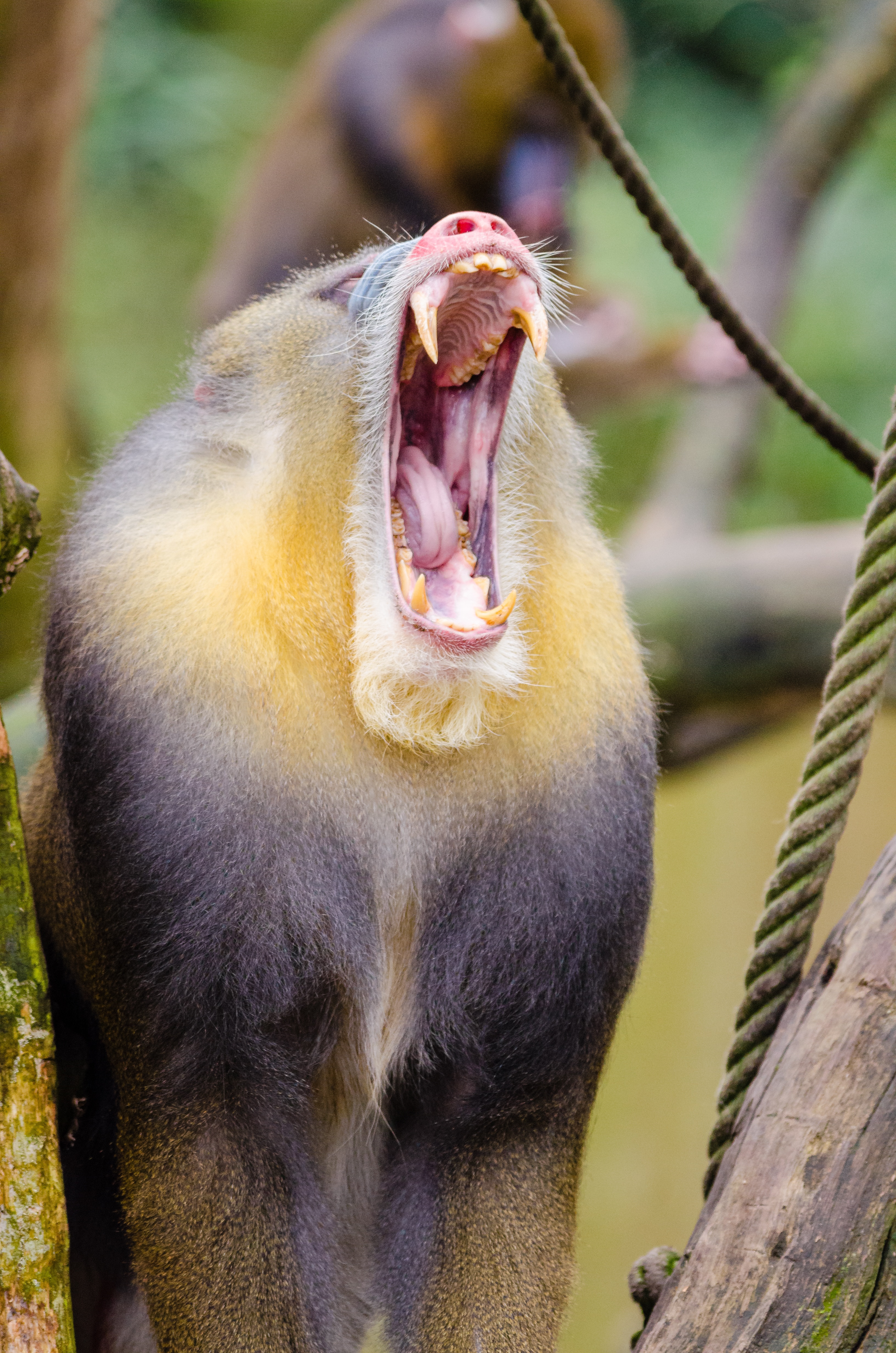 Mandrill yawning