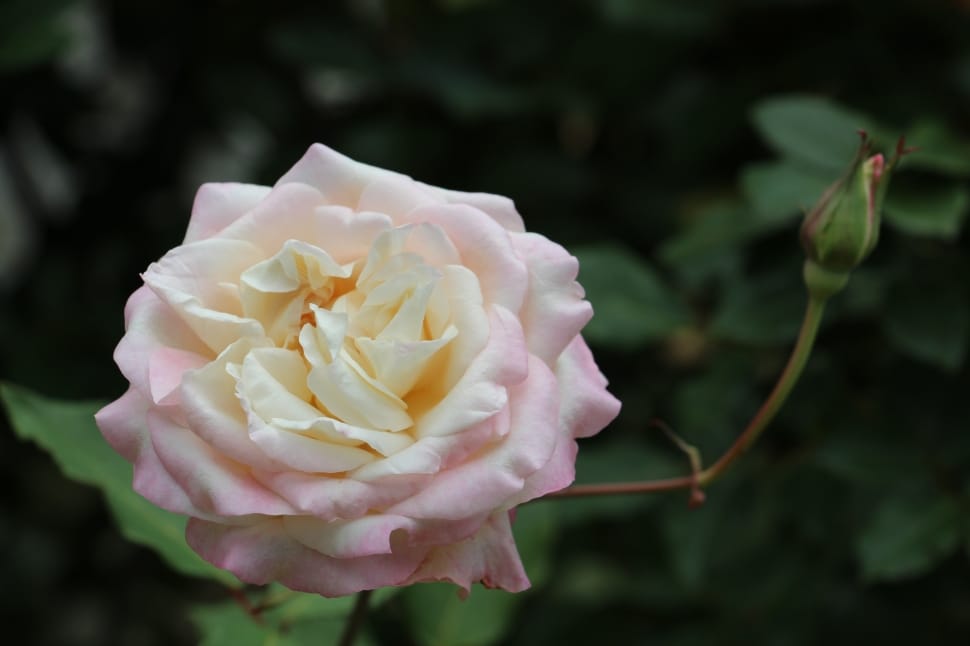 pink white rose preview