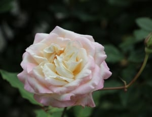 pink white rose thumbnail