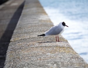 white and grey bird on concrete blocks beside body of water during daytime thumbnail