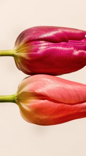 two pink tulips thumbnail